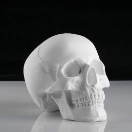 Фигура гипсовая череп анатомический, 14.5 х 22 х 16,5 см, 10-164